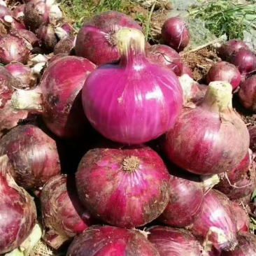 【热销】河南洋葱大量有货，电商市场，欢迎来电咨询