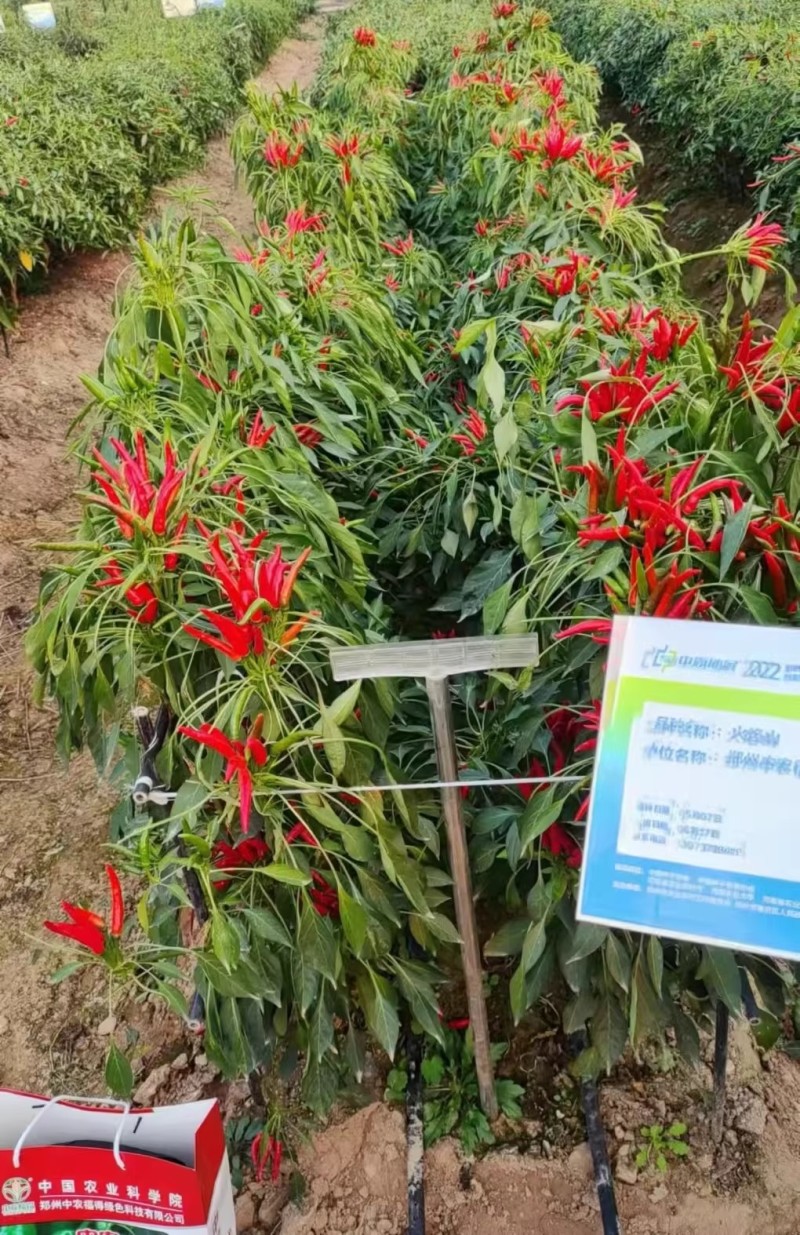 火焰山朝天椒种子杂交簇生高辣朝天椒种籽高产皮厚辣味浓早熟
