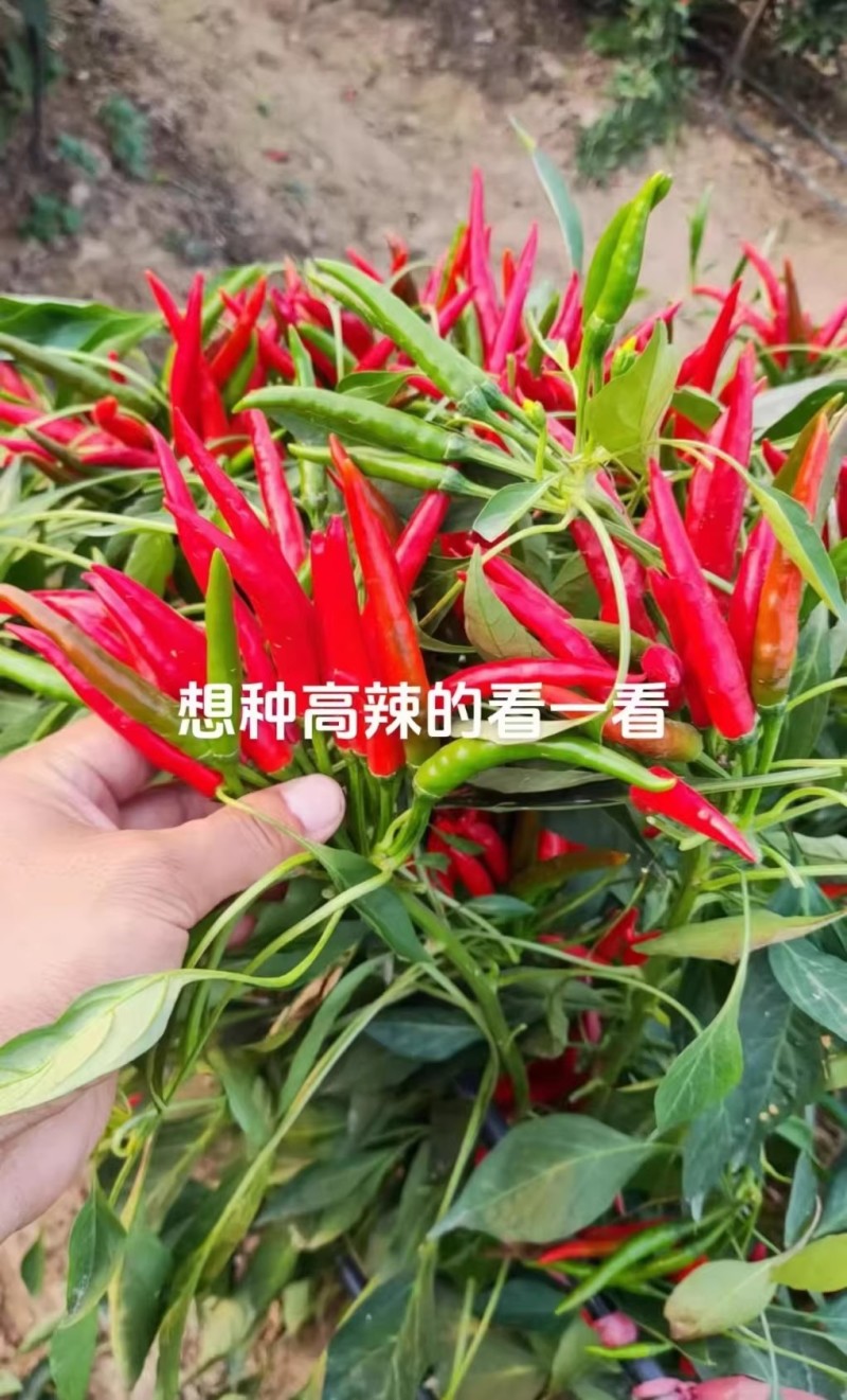 火焰山朝天椒种子杂交簇生高辣朝天椒种籽高产皮厚辣味浓早熟