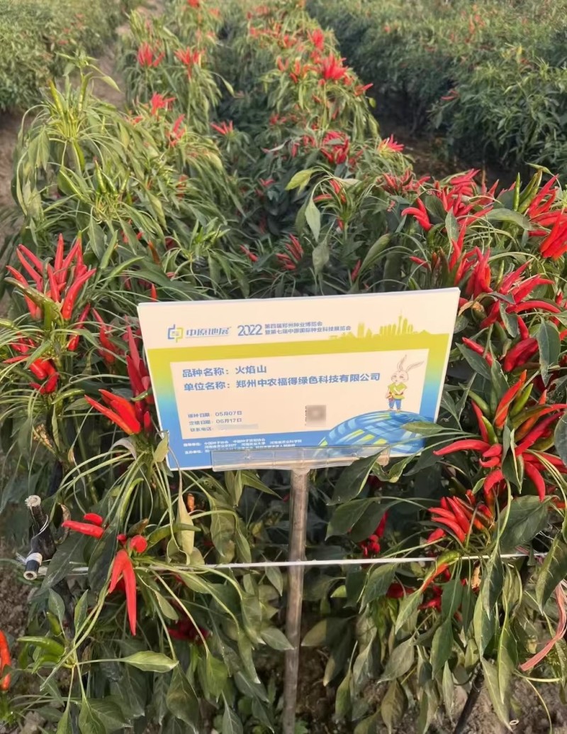 火焰山朝天椒种子杂交簇生高辣朝天椒种籽高产皮厚辣味浓早熟
