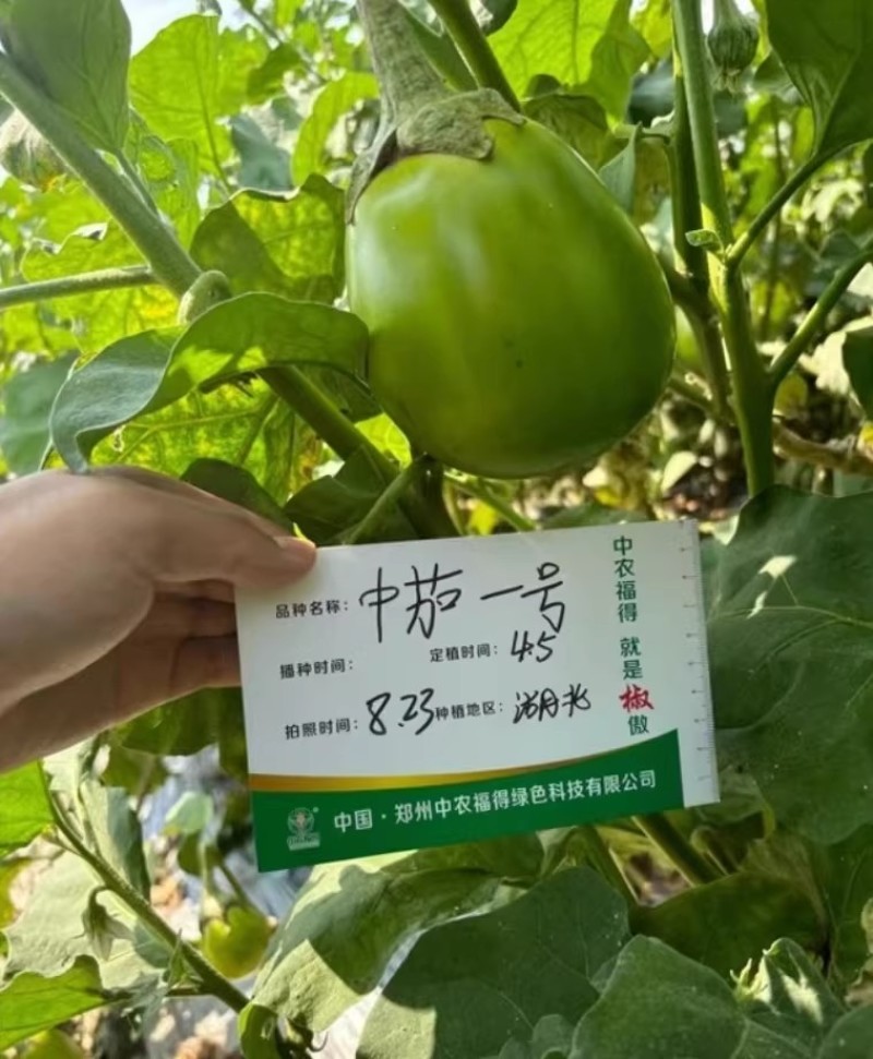 中茄一号杂交早熟绿茄种子果皮光滑亮绿耐热抗病高产优质茄子