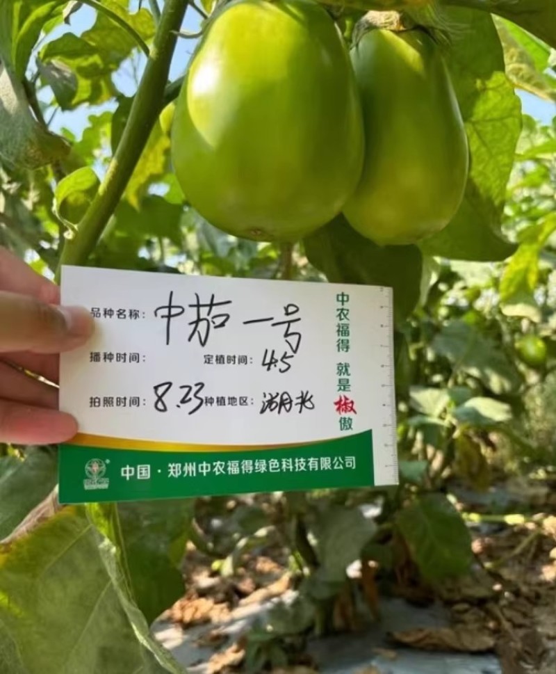 中茄一号杂交早熟绿茄种子果皮光滑亮绿耐热抗病高产优质茄子