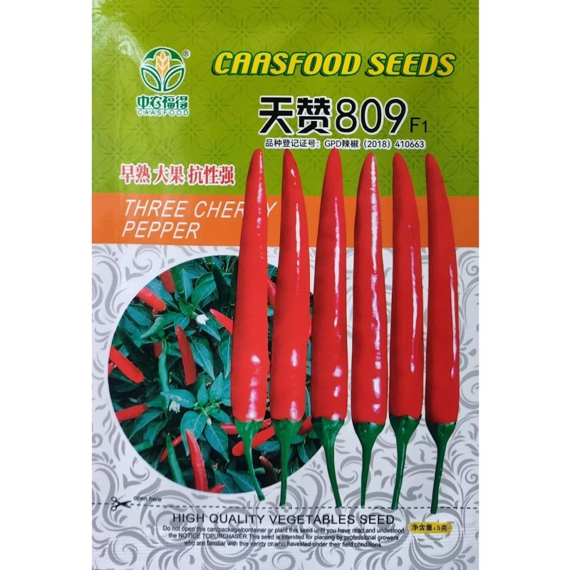 天赞809早熟大果单生朝天椒种子辣椒种籽橘红果指天椒抗病