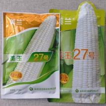 美玉27号加甜糯玉米种子甜味糯白玉米种籽高产抗病大棒加糖