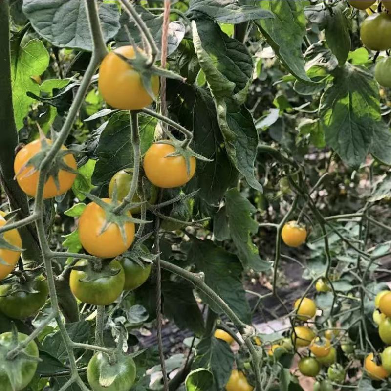 【精品迷恋小番茄】产地直发现摘现发夏日阳光全国供应欢迎