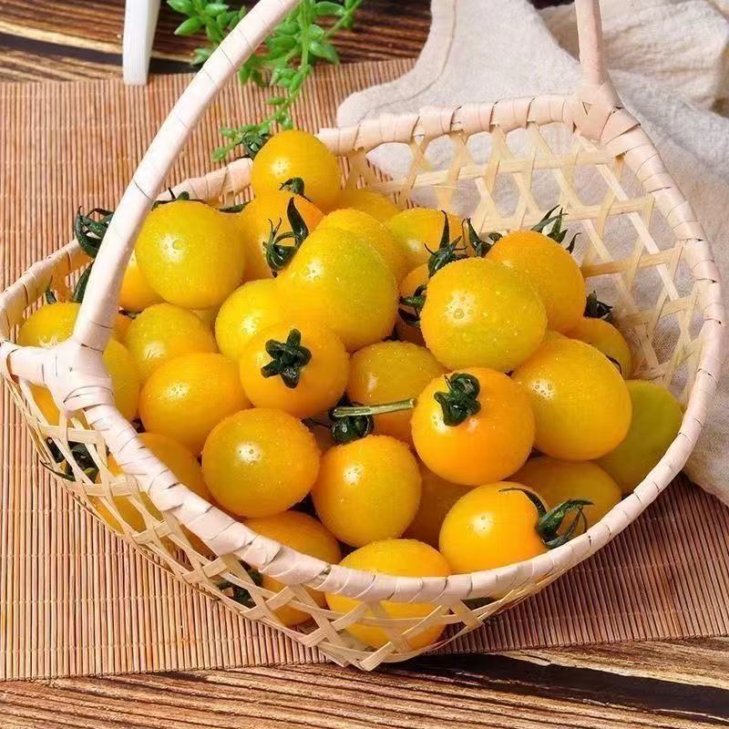 【精品迷恋小番茄】产地直发现摘现发夏日阳光全国供应欢迎