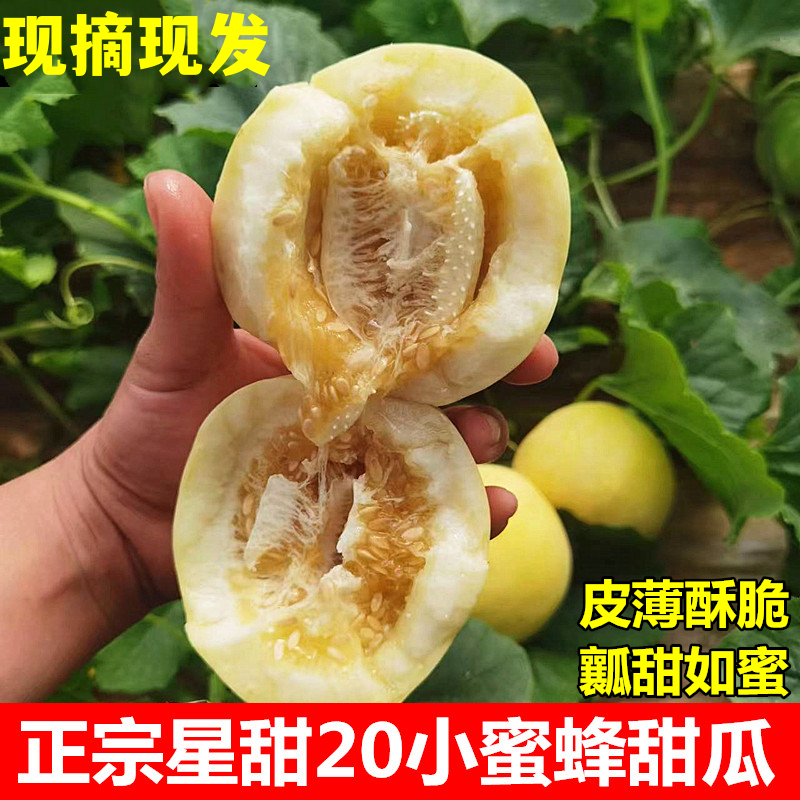 山东甜瓜黄皮星甜甜瓜一手货源对接电商市场商超