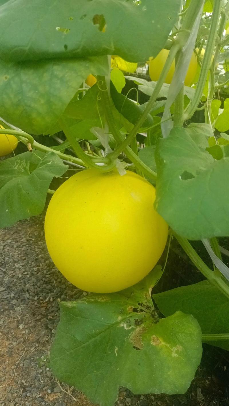 山东甜瓜黄皮星甜甜瓜一手货源对接电商市场商超
