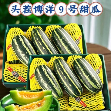 精品博洋甜瓜博洋系列甜瓜对接电商市场商超可视频