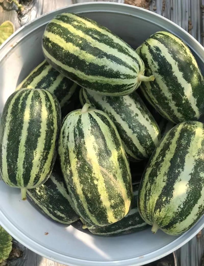 精品博洋甜瓜博洋系列甜瓜对接电商市场商超可视频