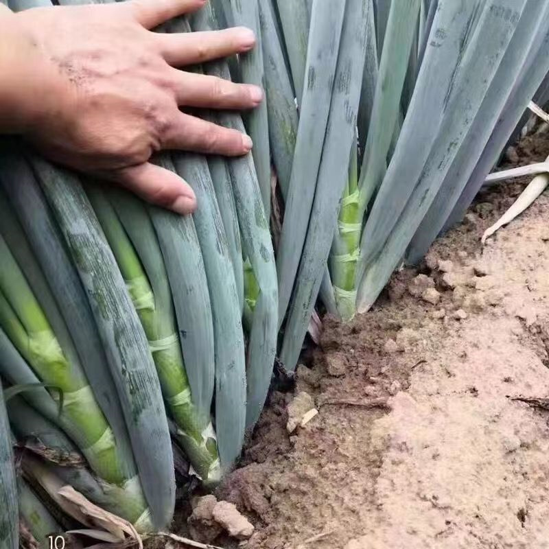 迈得丰钢葱种子耐抽苔高产耐寒耐热章丘大葱种子抗倒伏