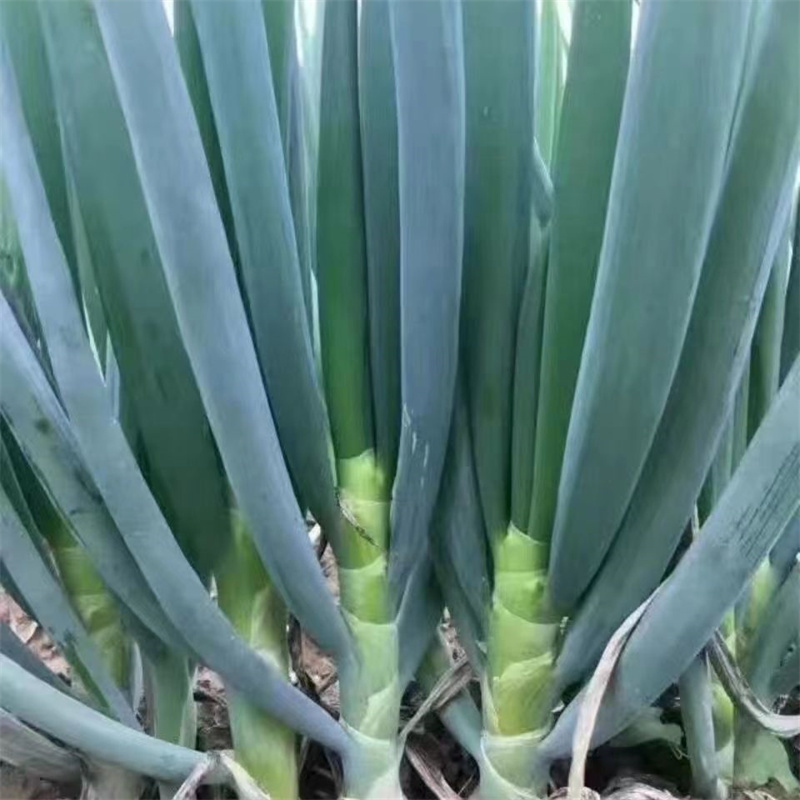 迈得丰钢葱种子耐抽苔高产耐寒耐热章丘大葱种子抗倒伏