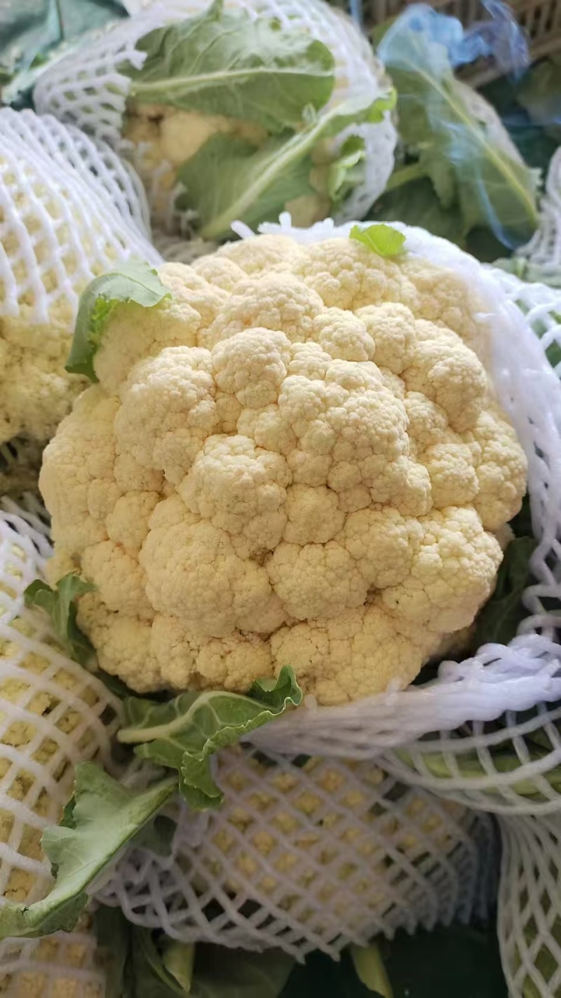 松花菜有机花菜菜花青梗白面松花菜无黑点大小朵都有按需分拣