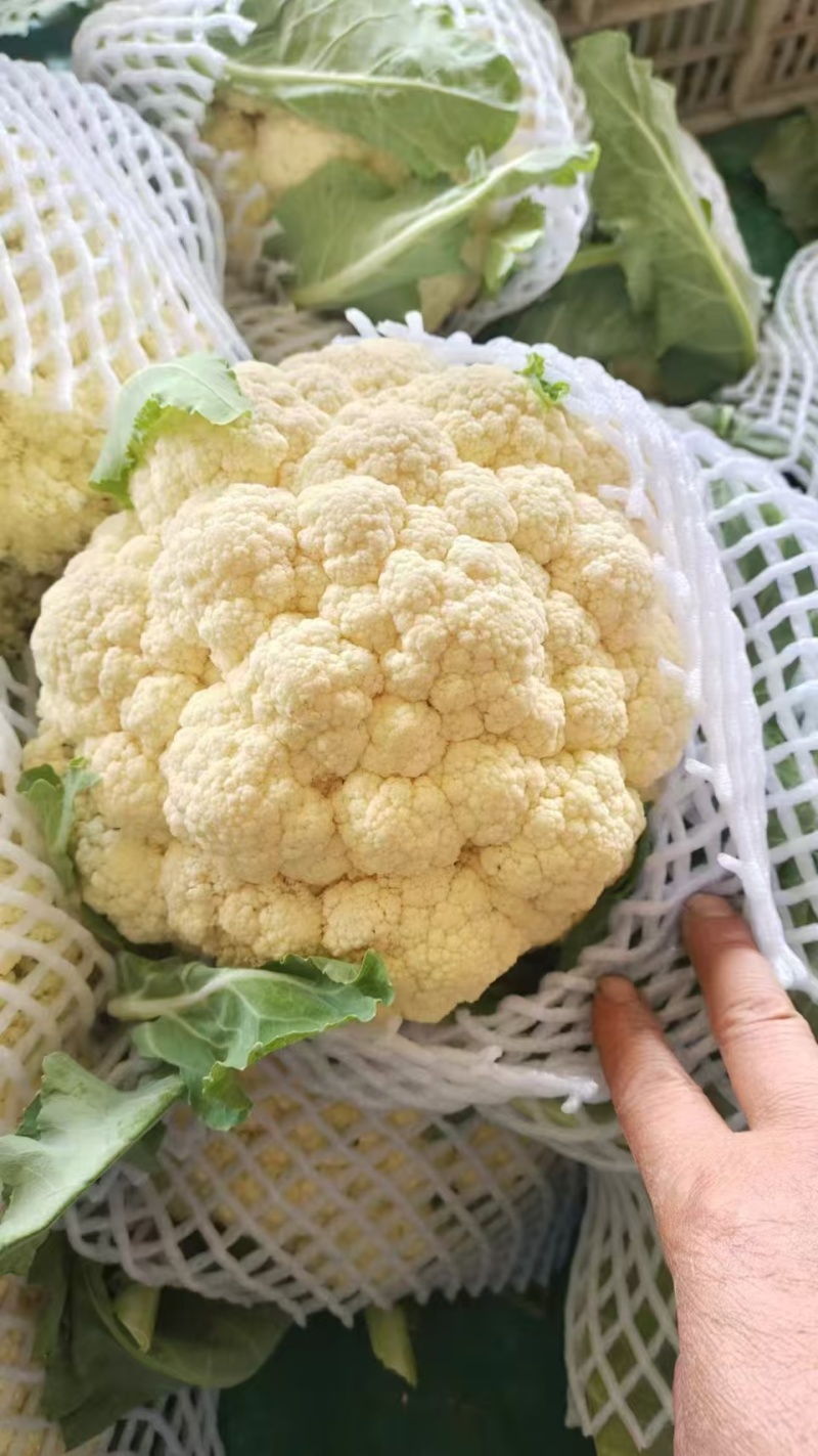 松花菜有机花菜菜花青梗白面松花菜无黑点大小朵都有按需分拣