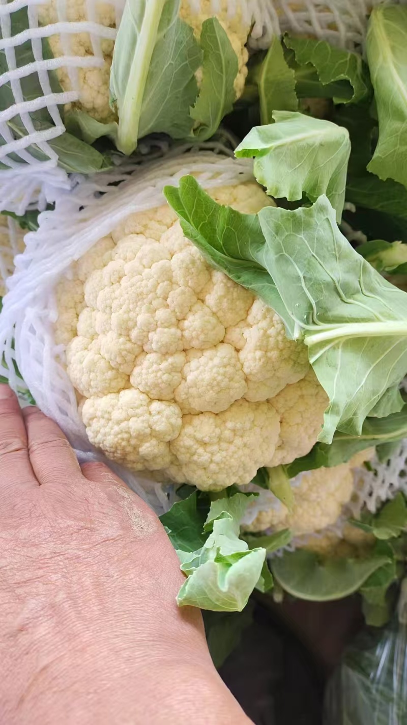 松花菜有机花菜菜花青梗白面松花菜无黑点大小朵都有按需分拣