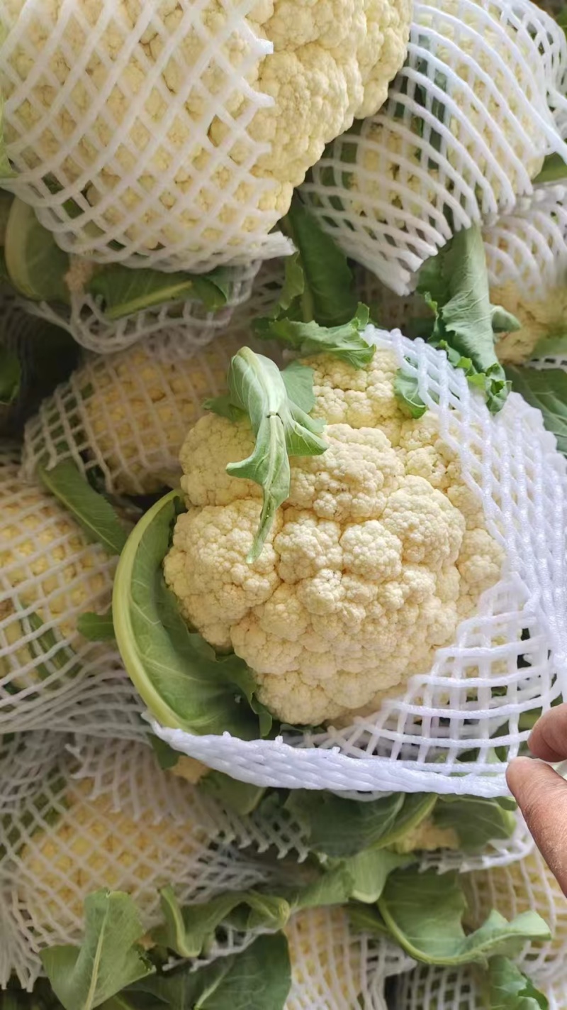 松花菜有机花菜菜花青梗白面松花菜无黑点大小朵都有按需分拣
