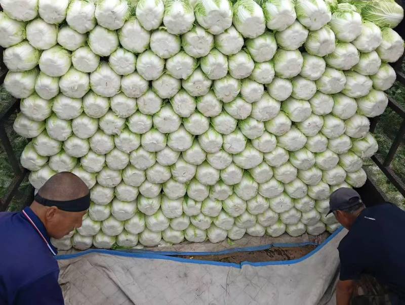 精品黄心大白菜，质量嘎嘎滴！