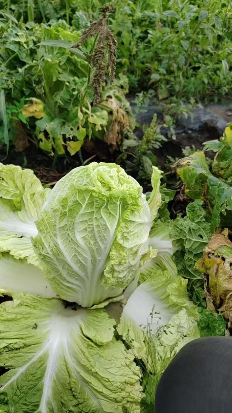 精品黄心大白菜无烧心烧边无喝点儿卖相好净菜毛菜都行