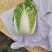 精品黄心大白菜无烧心烧边无喝点儿卖相好净菜毛菜都行