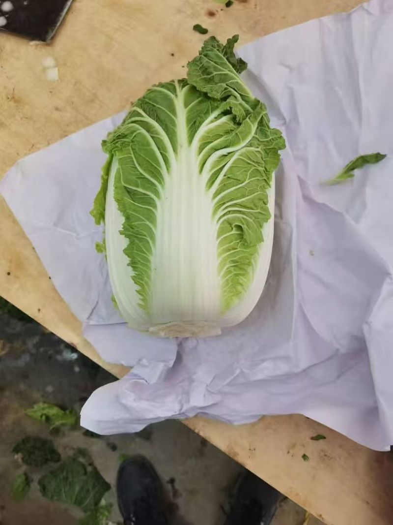 精品黄心大白菜无烧心烧边无喝点儿卖相好净菜毛菜都行