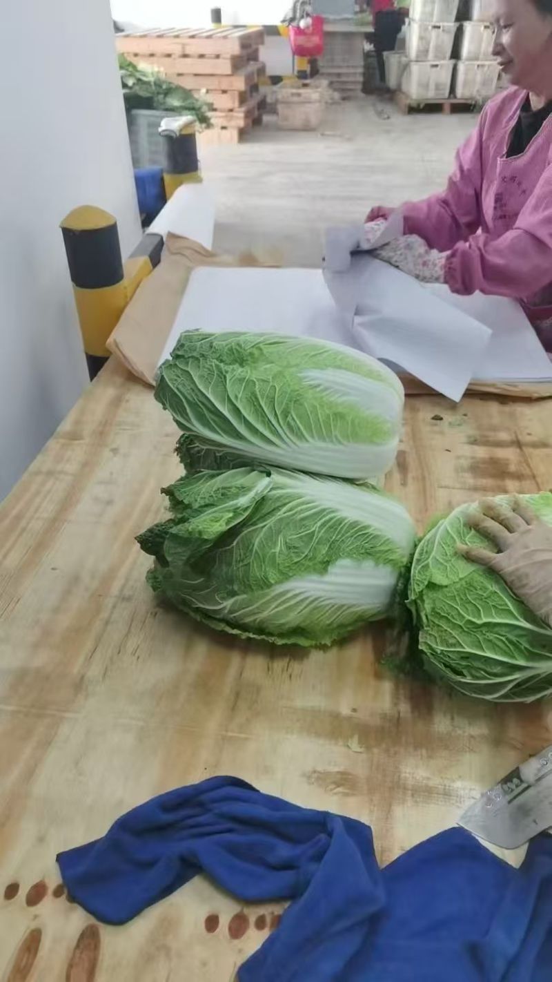 精品黄心大白菜无烧心烧边无喝点儿卖相好净菜毛菜都行