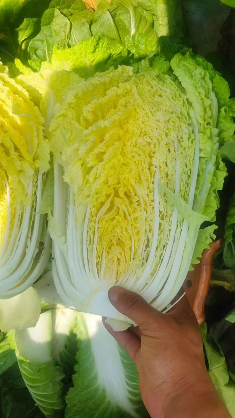 精品黄心大白菜无烧心烧边无喝点儿卖相好净菜毛菜都行