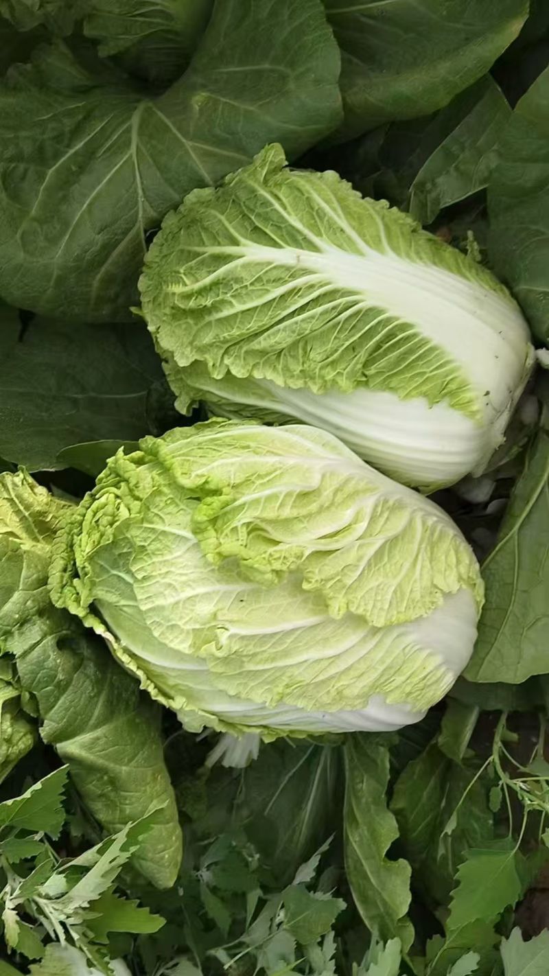 精品黄心大白菜无烧心烧边无喝点儿卖相好净菜毛菜都行