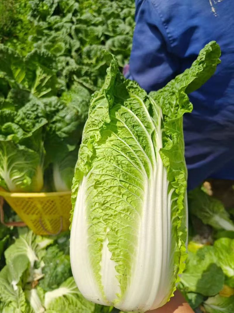 精品黄心大白菜无烧心烧边无喝点儿卖相好净菜毛菜都行
