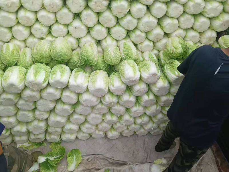 精品黄心大白菜无烧心烧边无喝点儿卖相好净菜毛菜都行