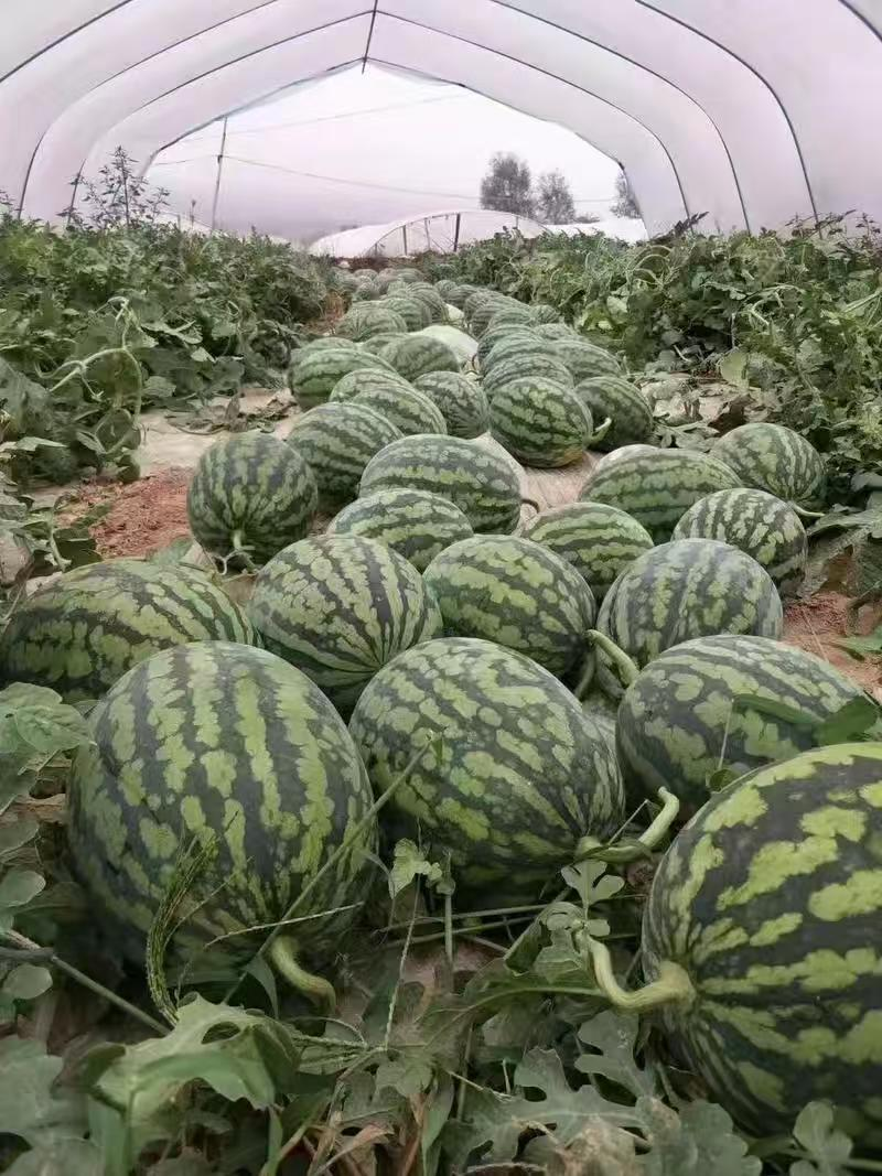 【陕西幕田佳宝西瓜】渭南西瓜大量上市可对接全国客商