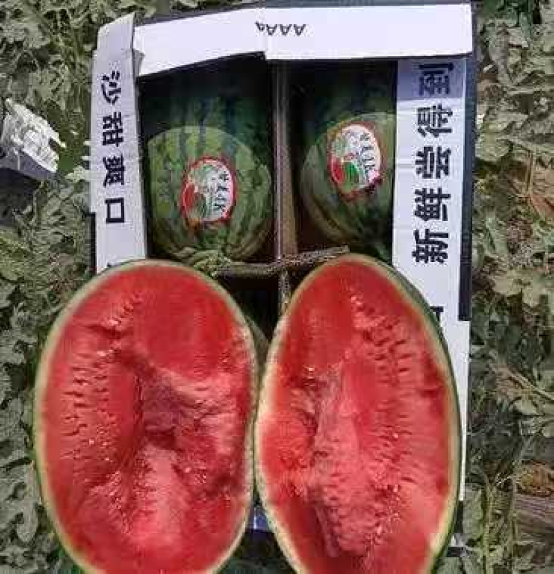 【陕西幕田佳宝西瓜】渭南西瓜大量上市可对接全国客商