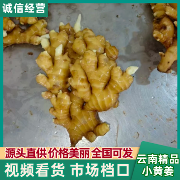 【精选】山东精品小黄姜千亩基地现挖现发对接全国量大从优