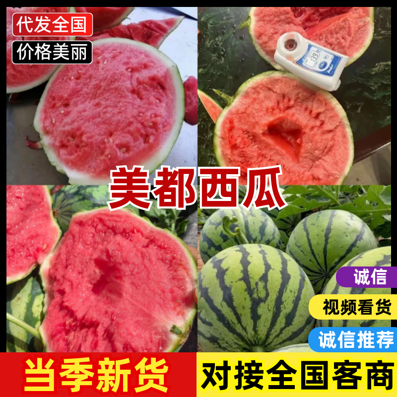 【实力】美都西瓜蒲城无籽美都西瓜直生美都全国可发