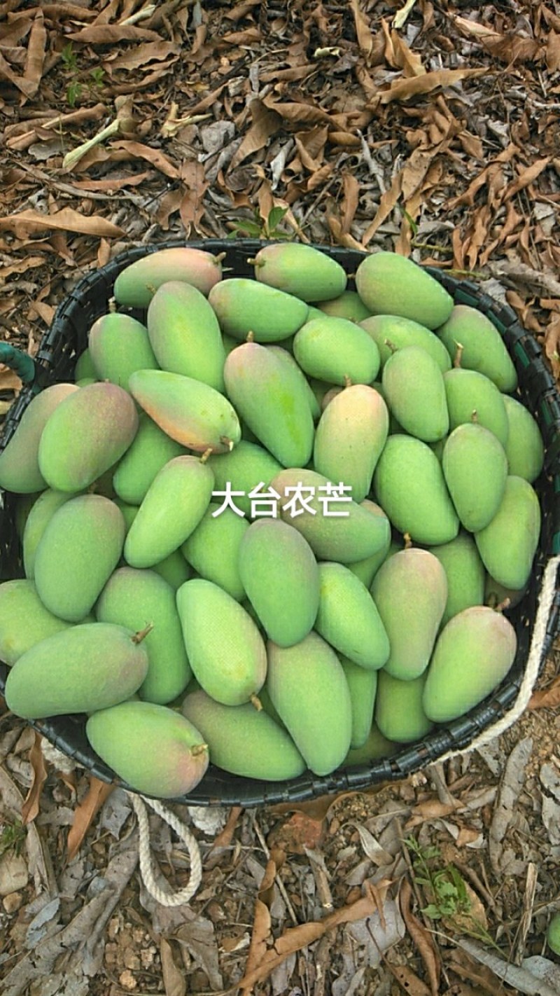 台农芒果产地对接各大电商市场现采现摘整车代发