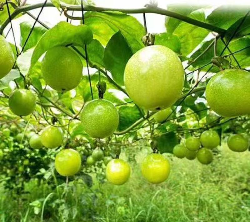 海南百香果钦蜜9号，批发对接电商一件代发坏果包赔