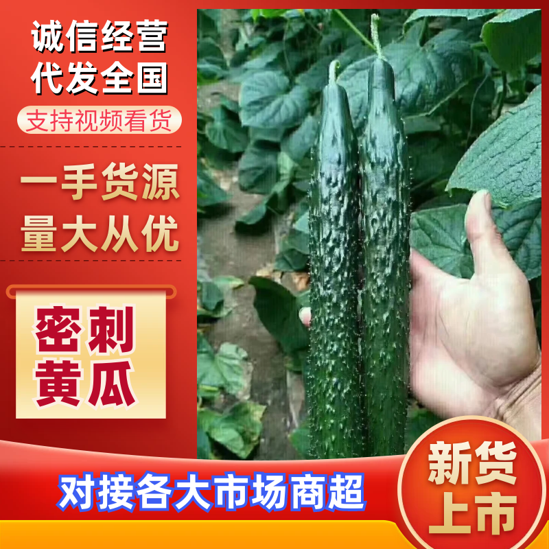 黄瓜精品密刺黄瓜基地直发量大从优欢迎来电咨询