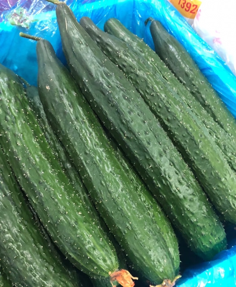 黄瓜精品密刺黄瓜基地直发量大从优欢迎来电咨询