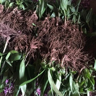 紫花三叉大白芨