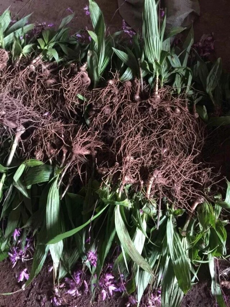 紫花三叉大白芨