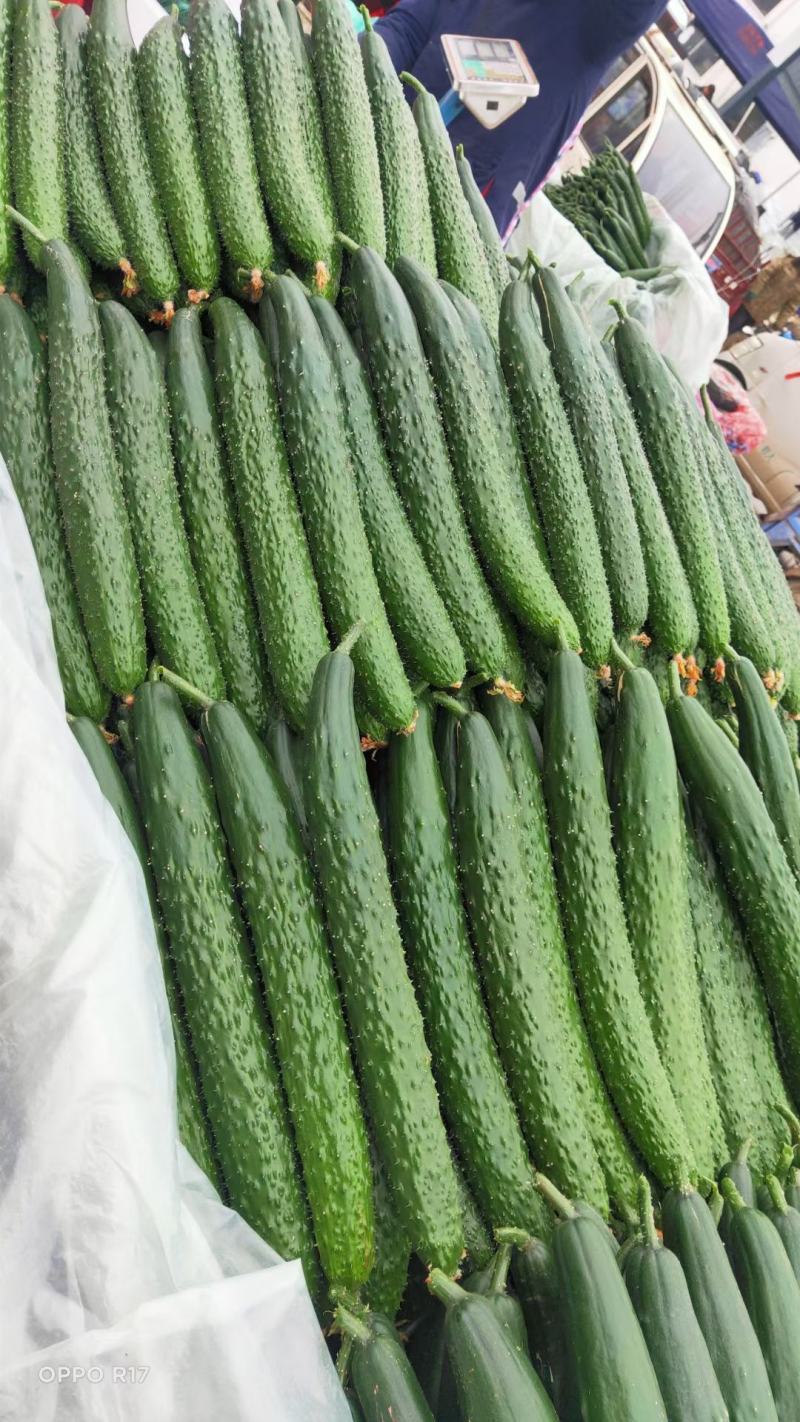 山东精品密刺黄瓜大量上市条型好市场超市以及加工厂切片