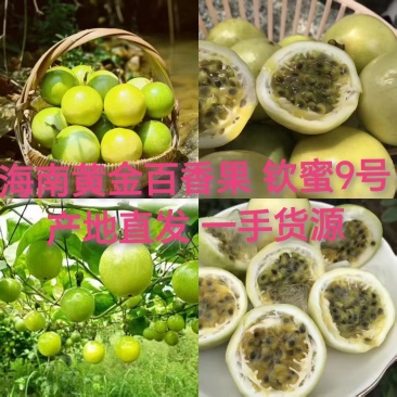 海南百香果黄金百香果基地直供货源充足欢迎老板实地
