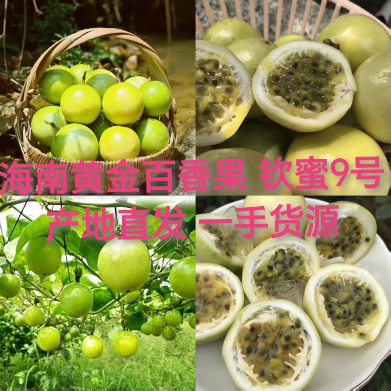 海南百香果黄金百香果基地直供货源充足欢迎老板实地
