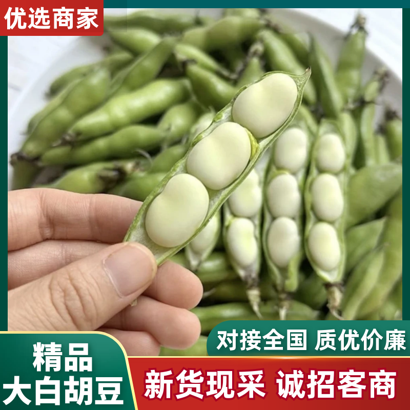 精品大白胡豆质量保证产地直发诚信经营欢迎咨询