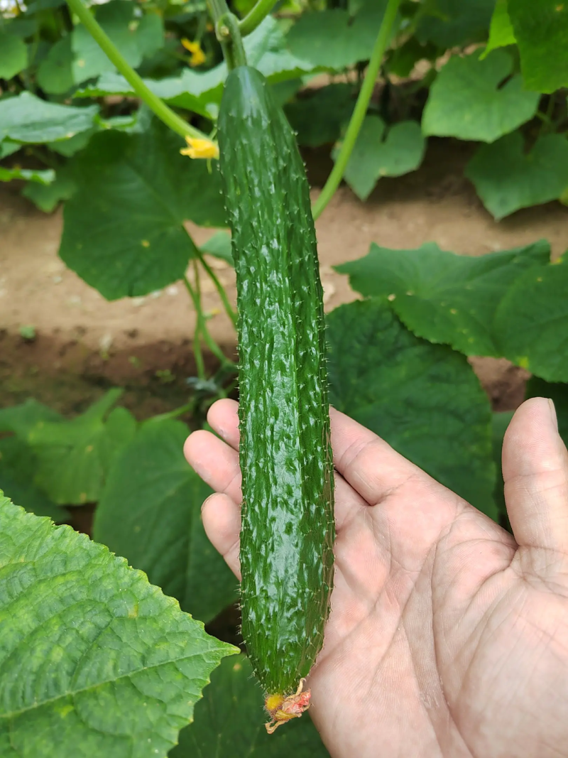 山东精品密刺黄瓜大量上市产地直发价格美丽欢迎联系