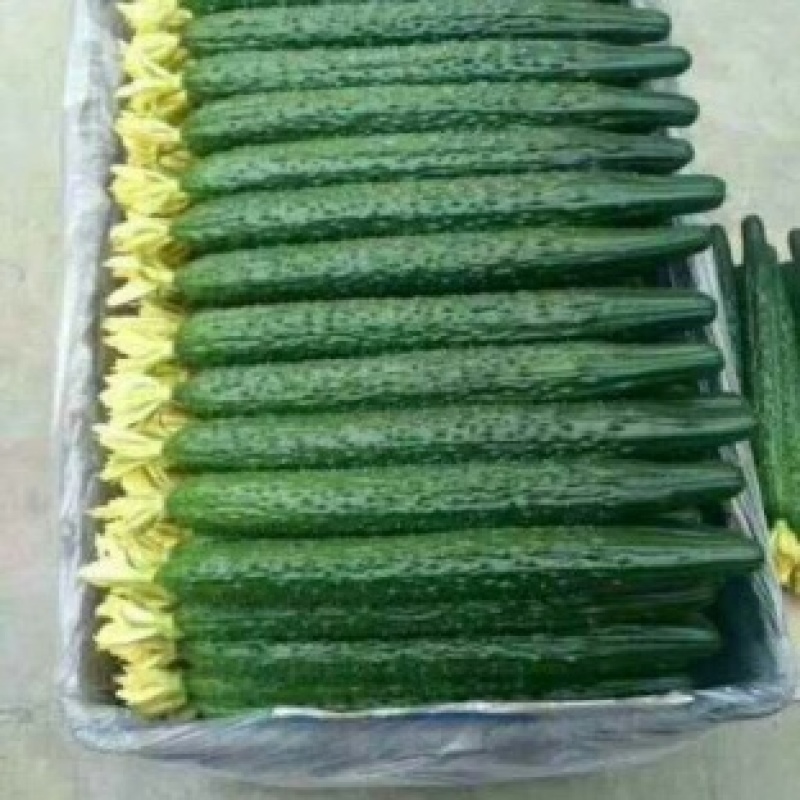 山东精品密刺黄瓜大量上市产地直发价格美丽欢迎联系
