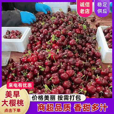 【美早大樱桃】大连瓦房店（大棚樱桃）批发零售电商