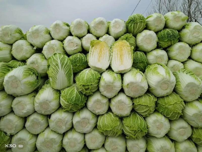云南大白菜黄心白菜对接电商市场商超可视频看货