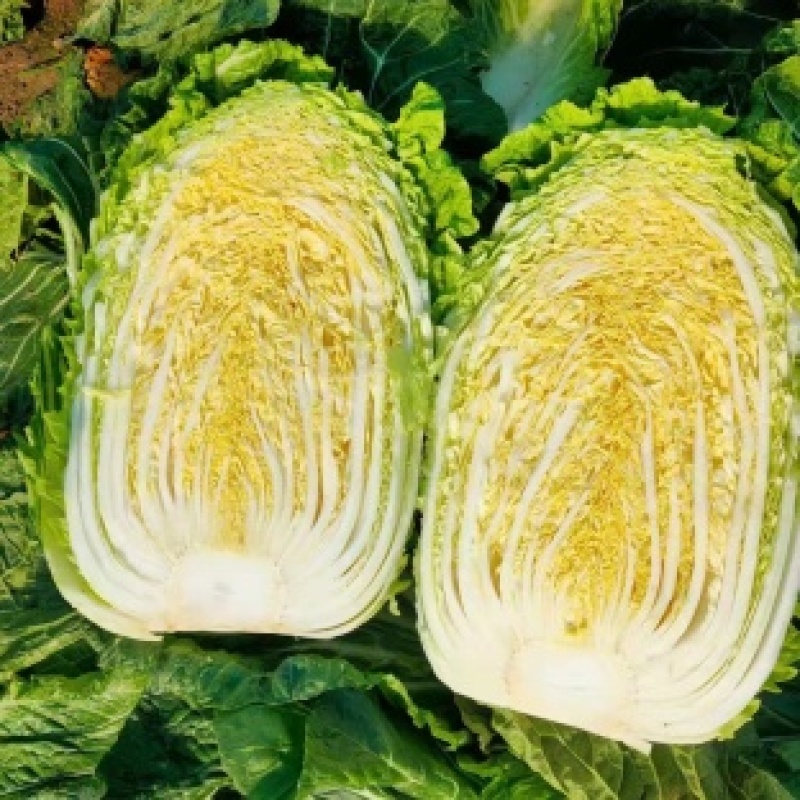 云南大白菜黄心白菜对接电商市场商超可视频看货
