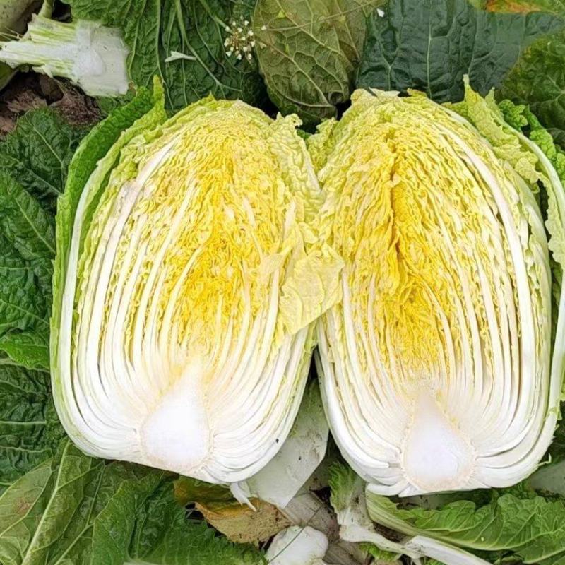 云南大白菜黄心白菜对接电商市场商超可视频看货
