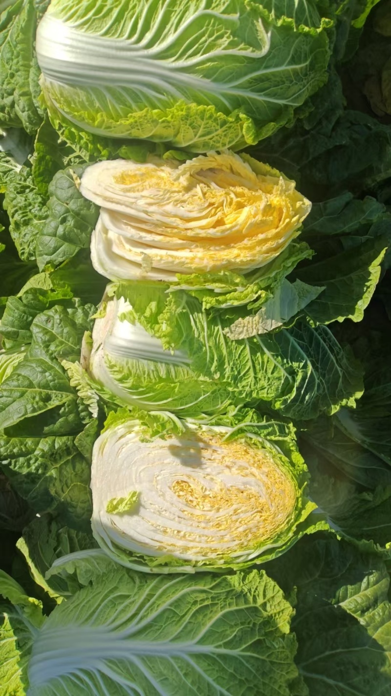 云南大白菜黄心白菜对接电商市场商超可视频看货